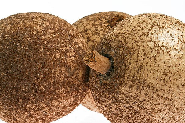 Mammea blanc